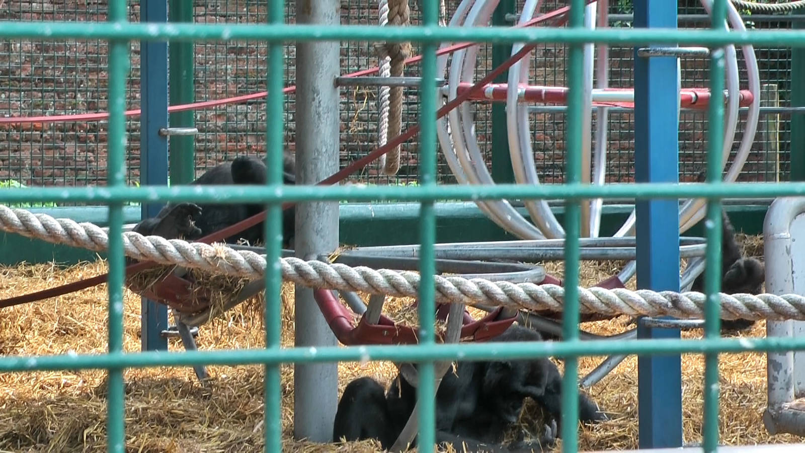 who knows the Howletts gorillas by name?