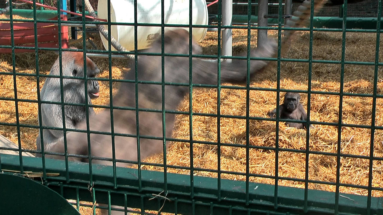 who knows the Howletts gorillas by name?