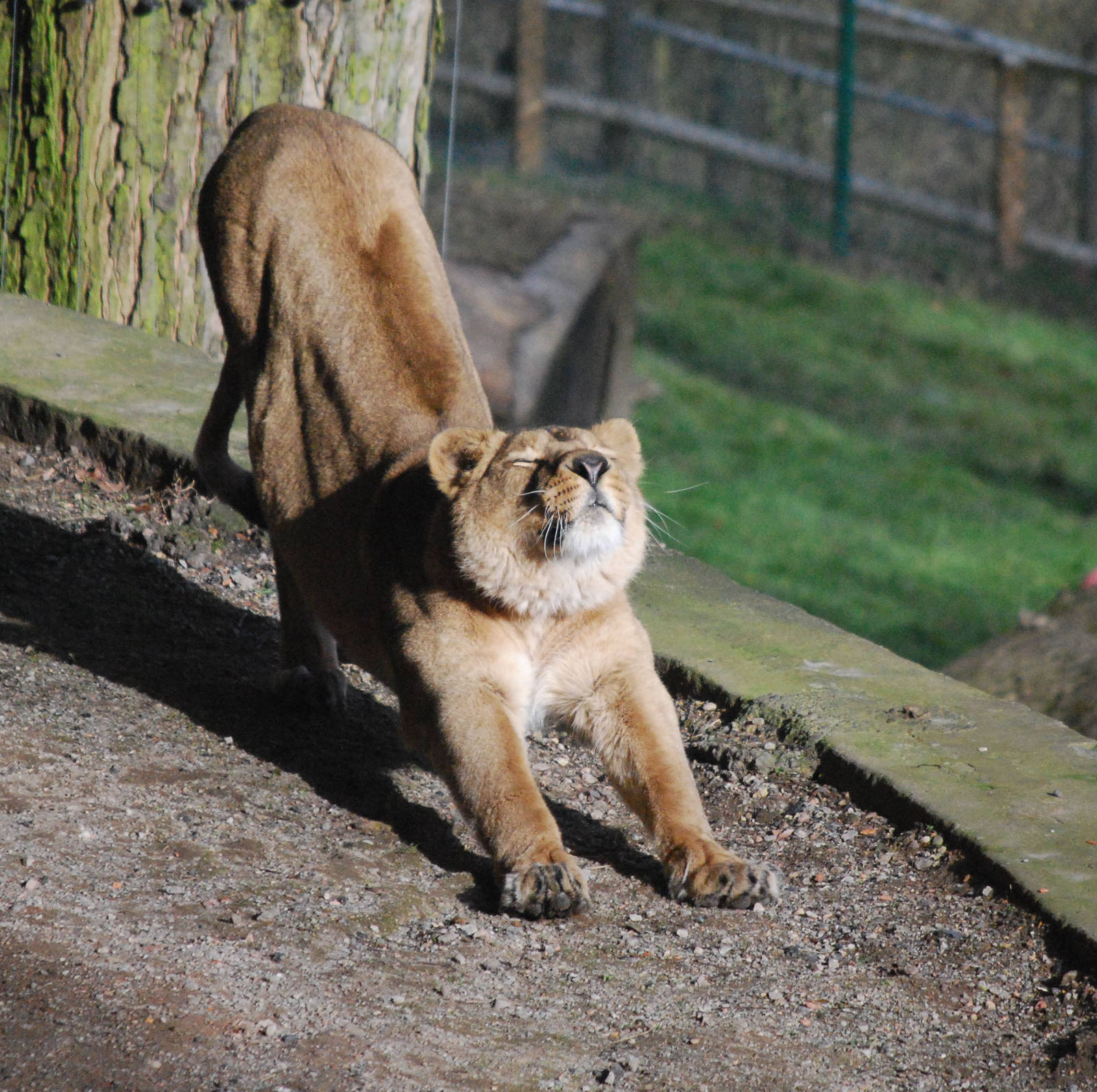 WHO LET THE GIRLS OUT