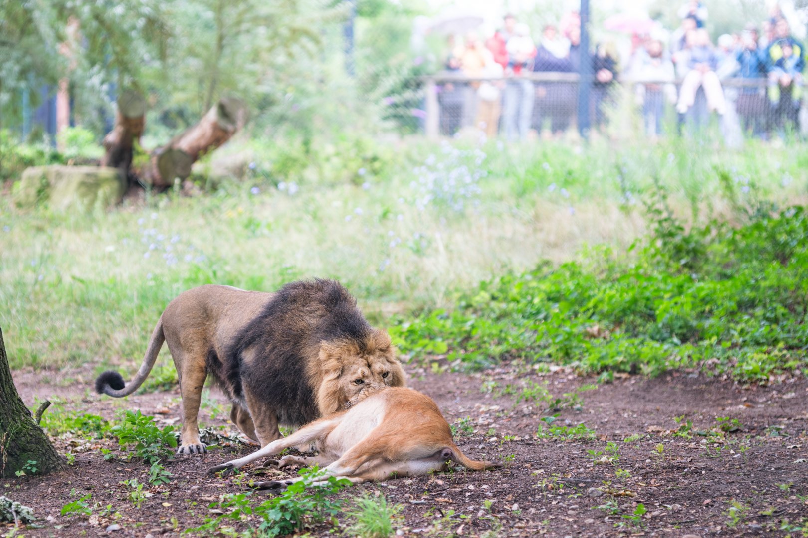 Whole-carcass feeding for the Asian lions at Zoo Schwerin