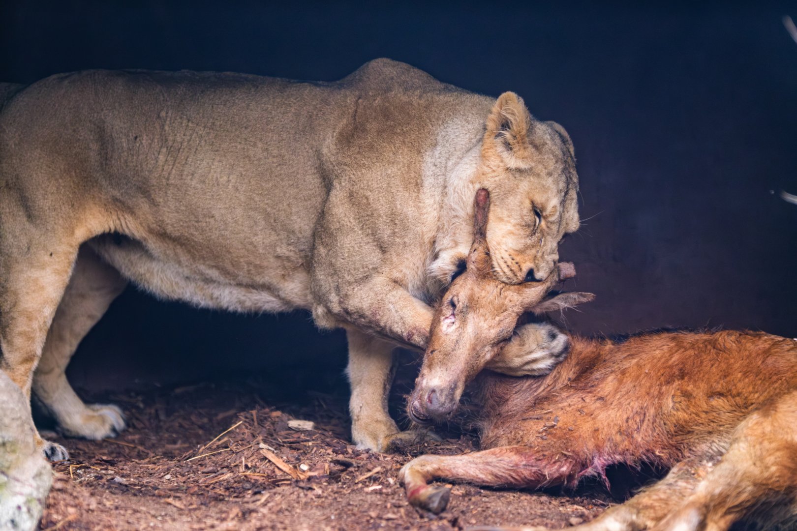 Whole-carcass feeding for the Asian lions at Zoo Schwerin