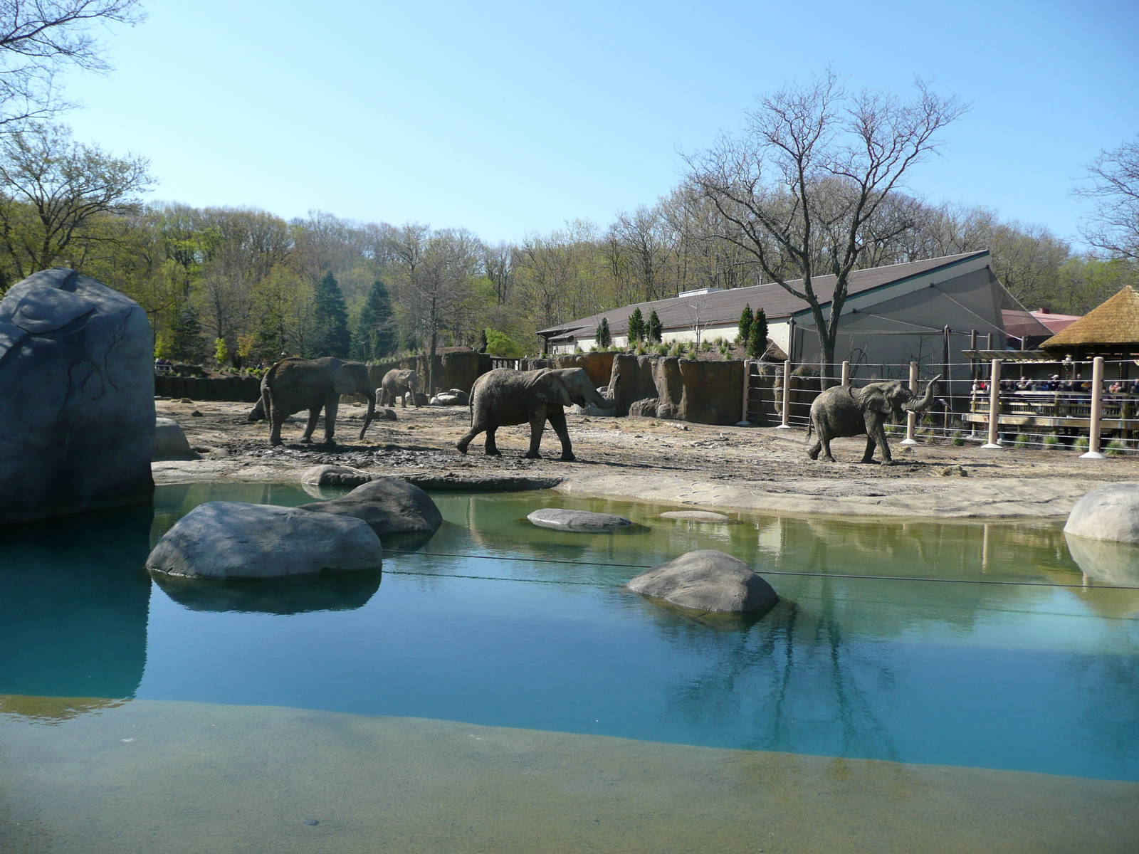 Whole left side of yard