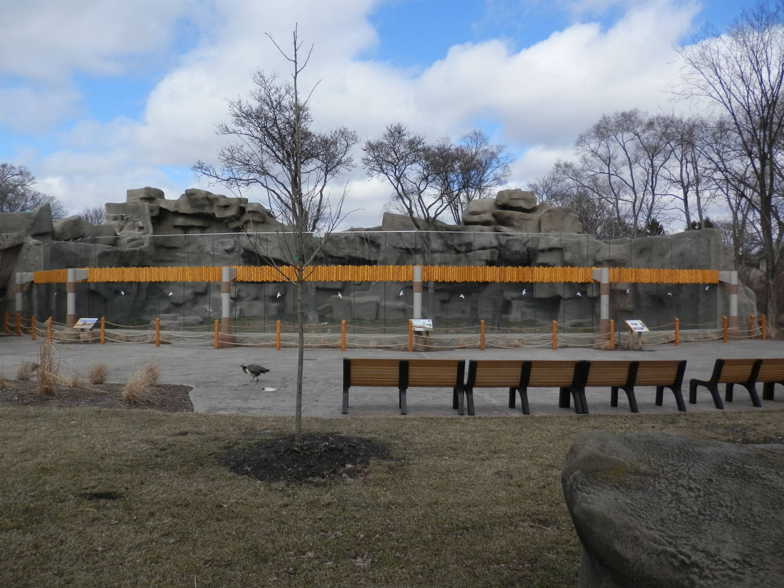 Whole Lion renovation