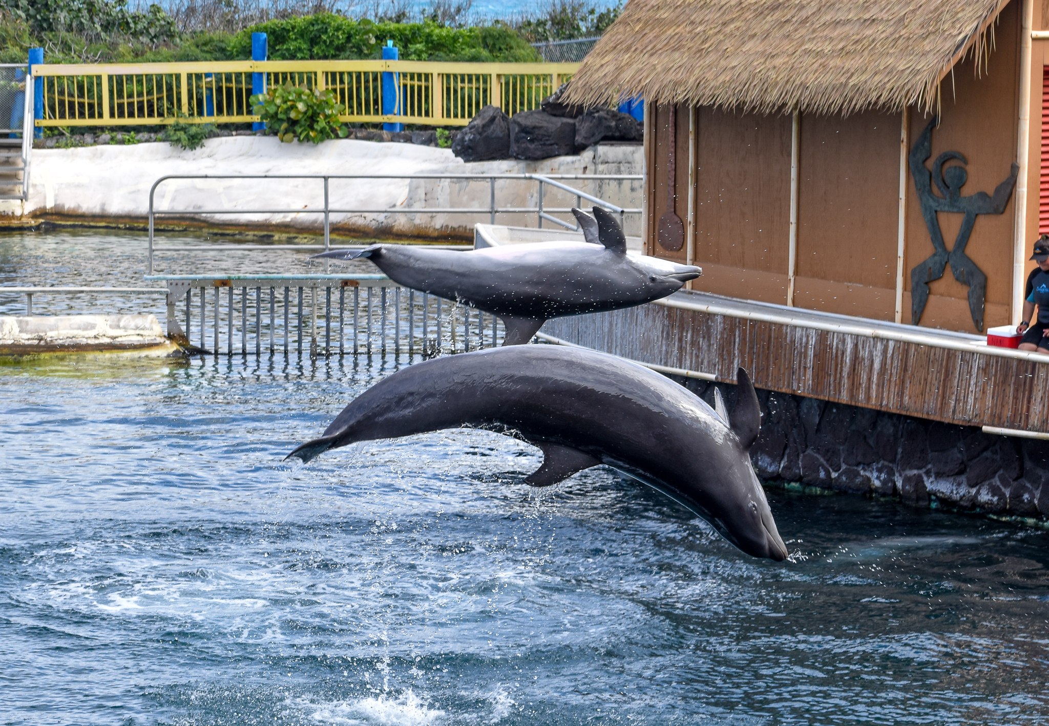 Wholphin and Dolphin size comparison