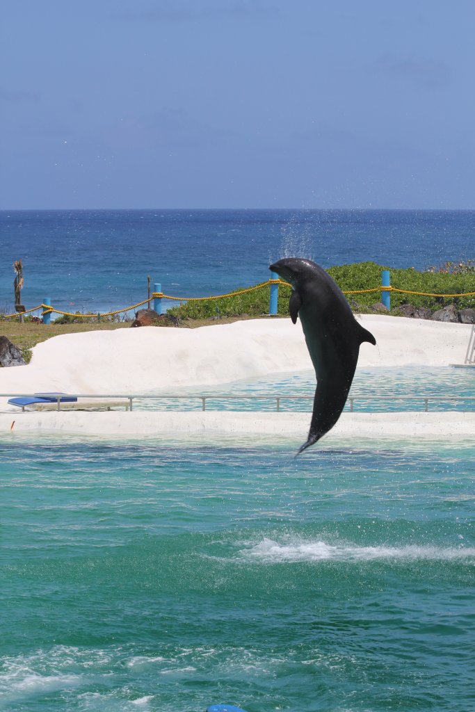 Wholphin - Kekaimalu