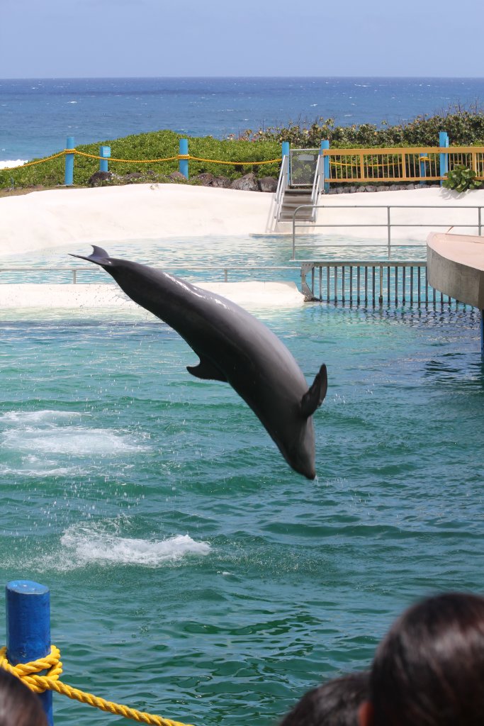 Wholphin