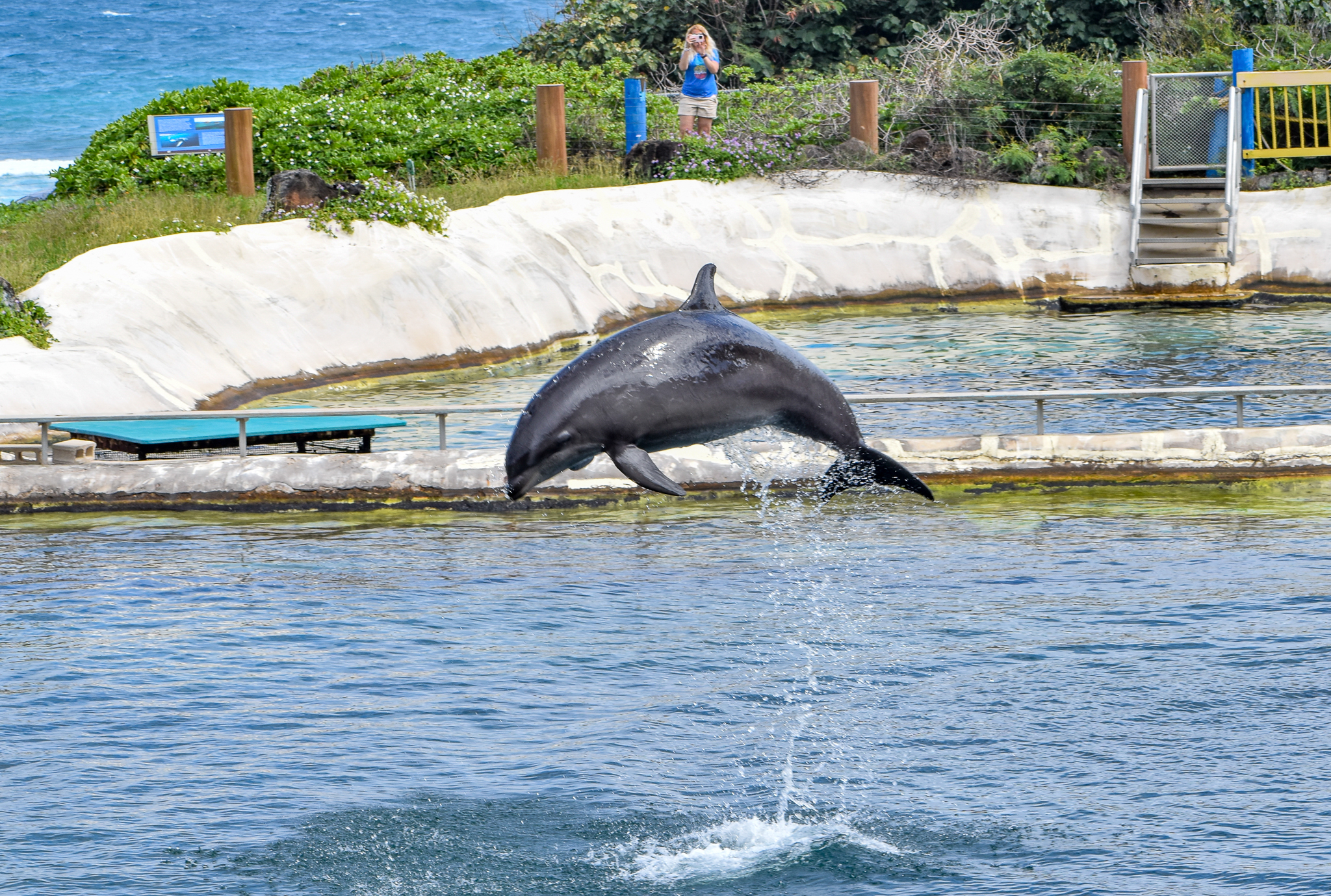 Wholphin