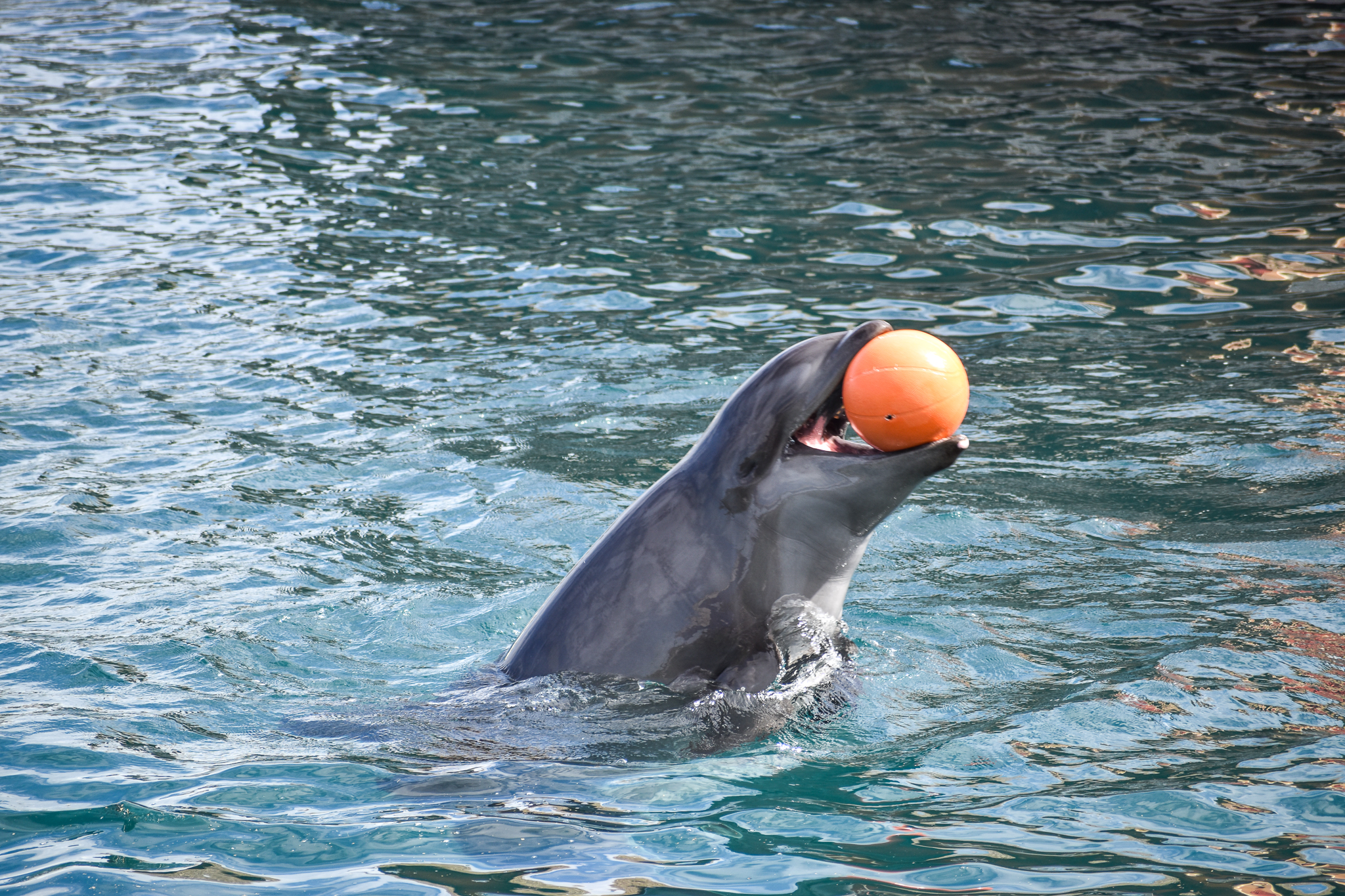 Wholphin