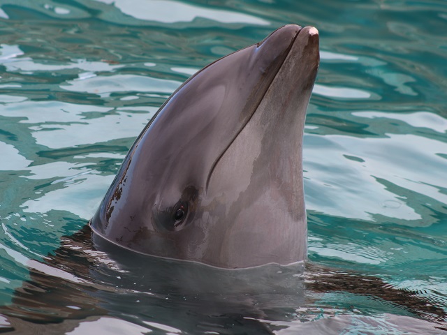 Wholpin - False Killer Whale x Atlantic Bottlenose Dolphin