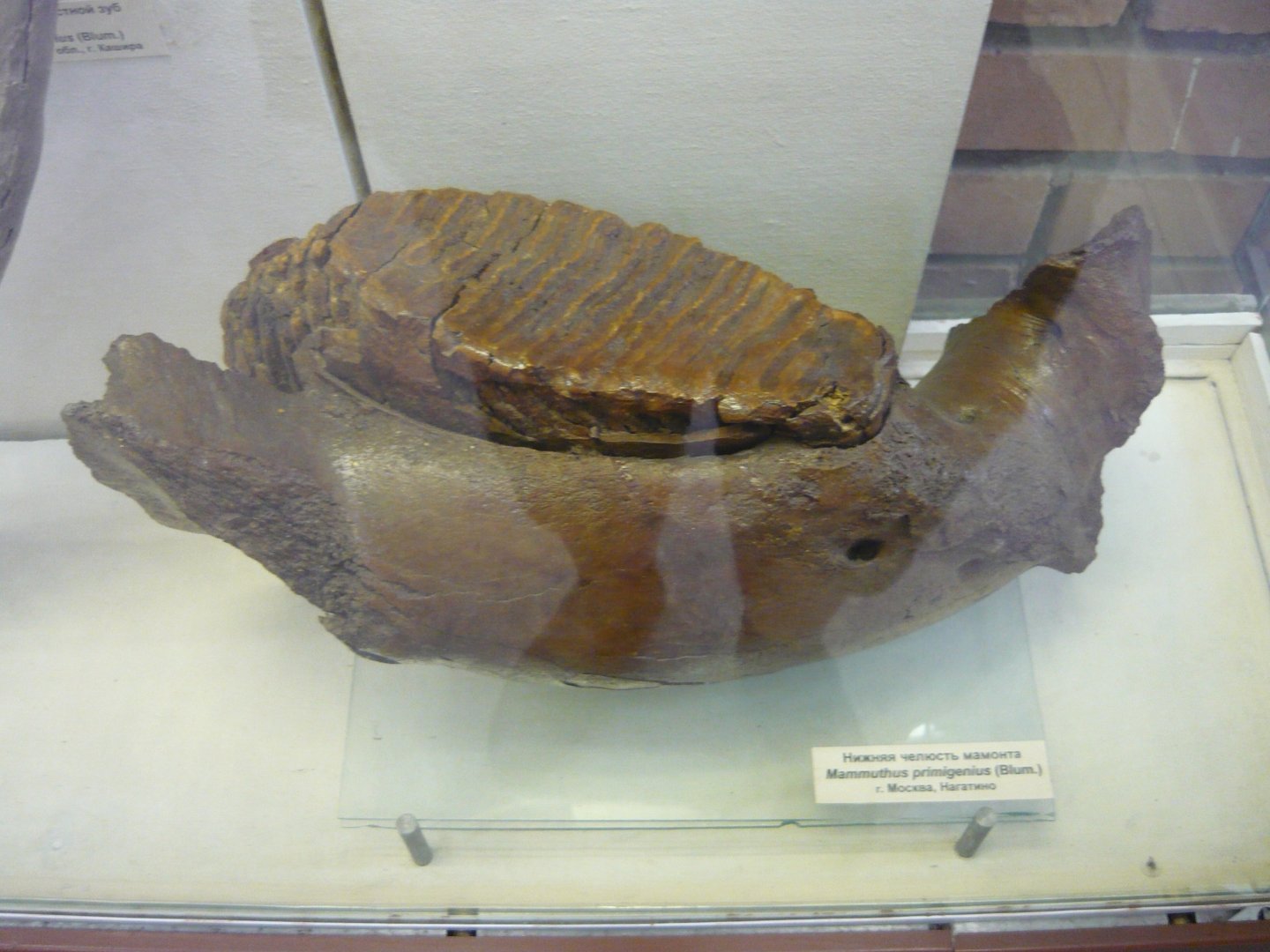 Whoolly mammoth mandible