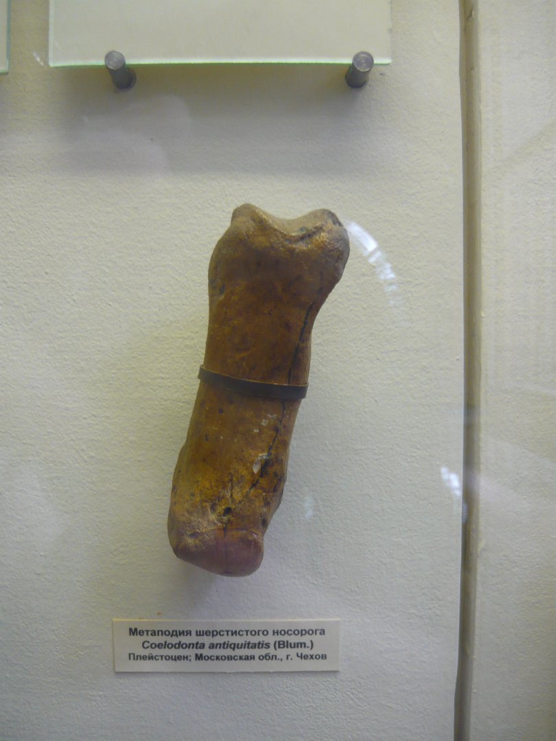 Whoolly rhinoceros metapodial bone