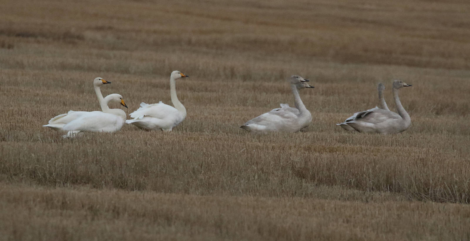 Whooper Family