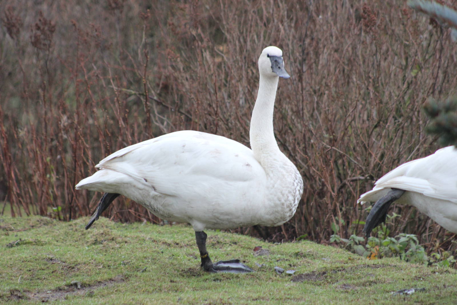 Whooper or Tundra swan