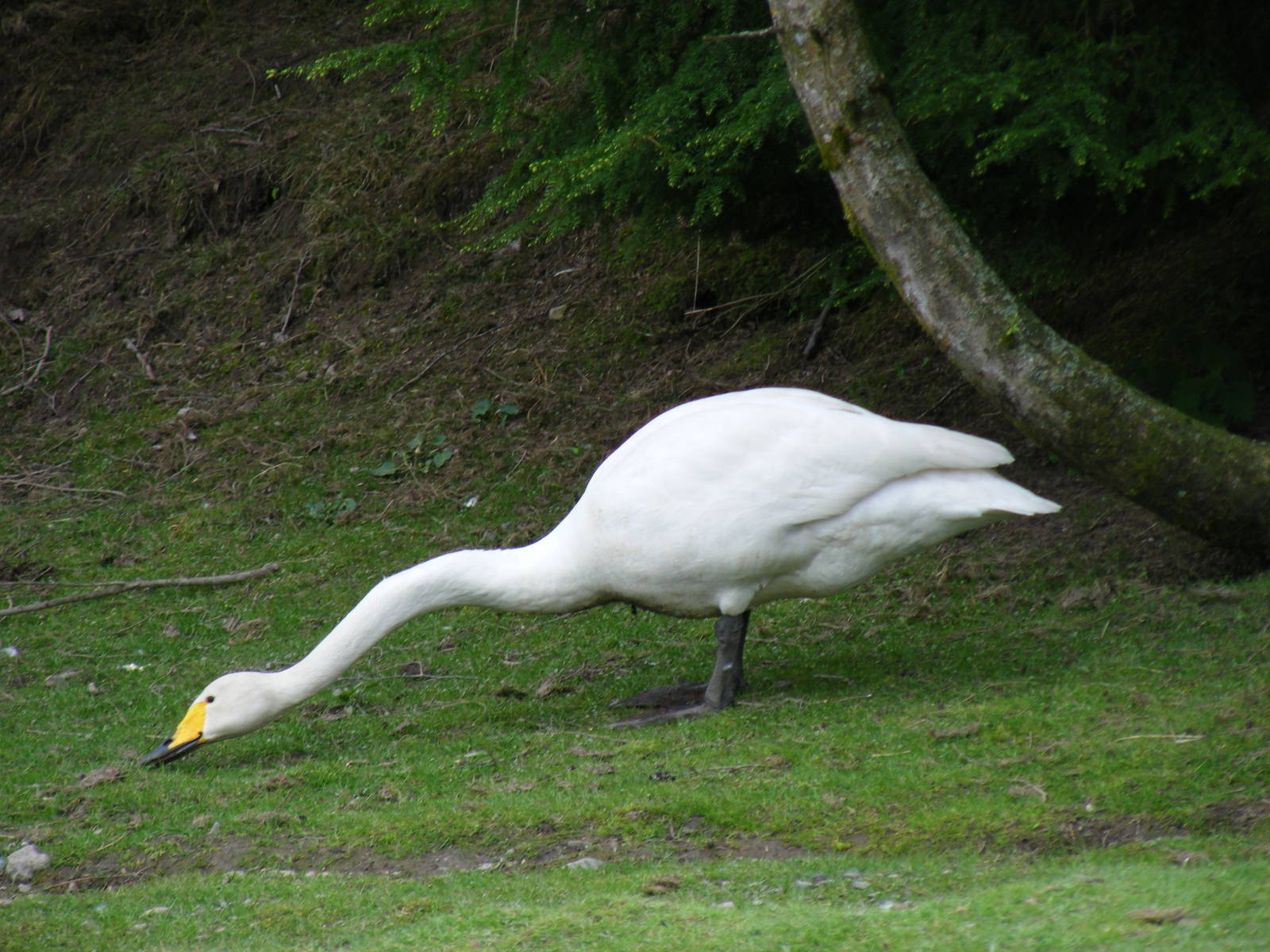 Whooper swan at Auchingarrich Wildlife Centre, 20 May 2010