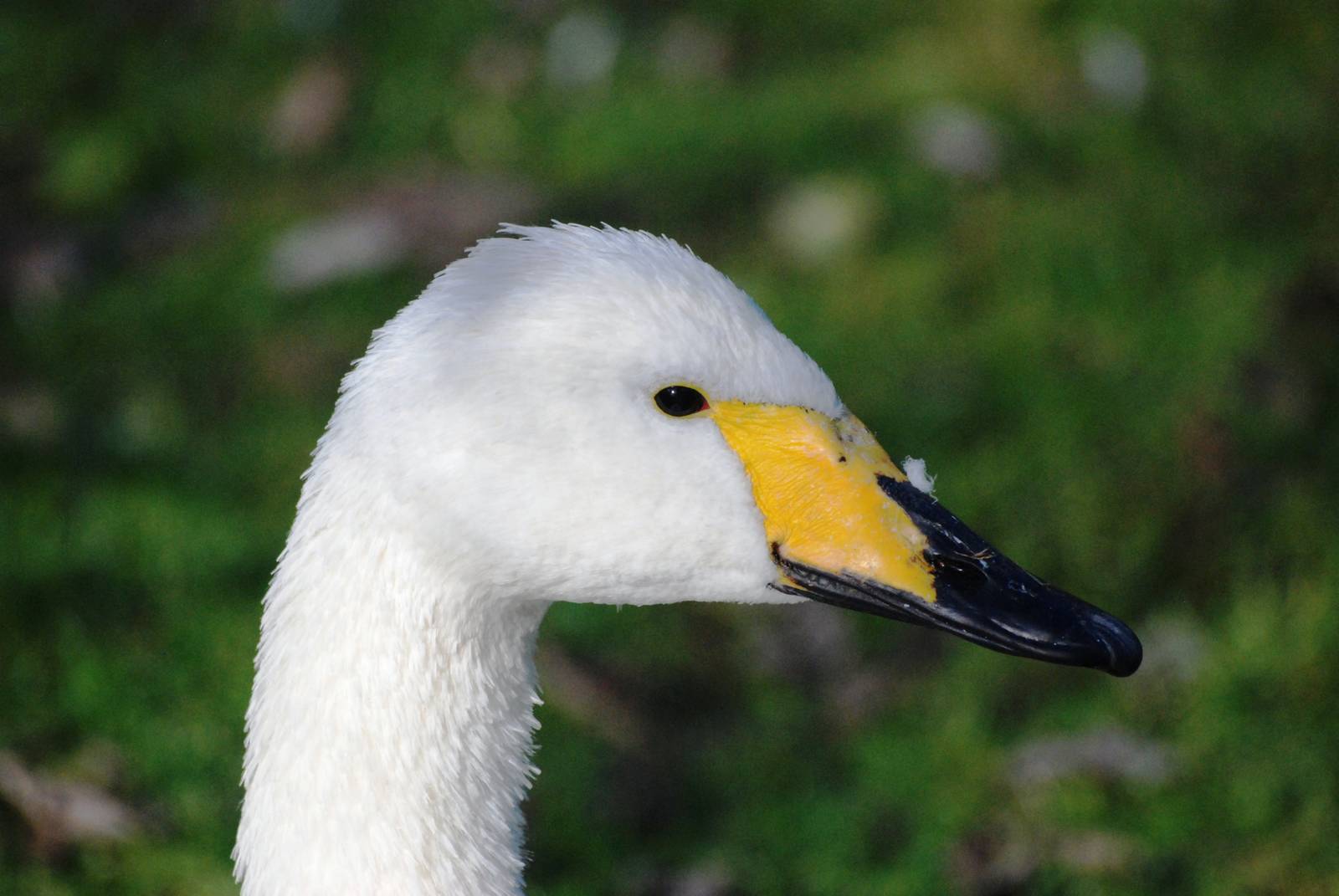 Whooper Swan at Blackbrook, 21/10/12