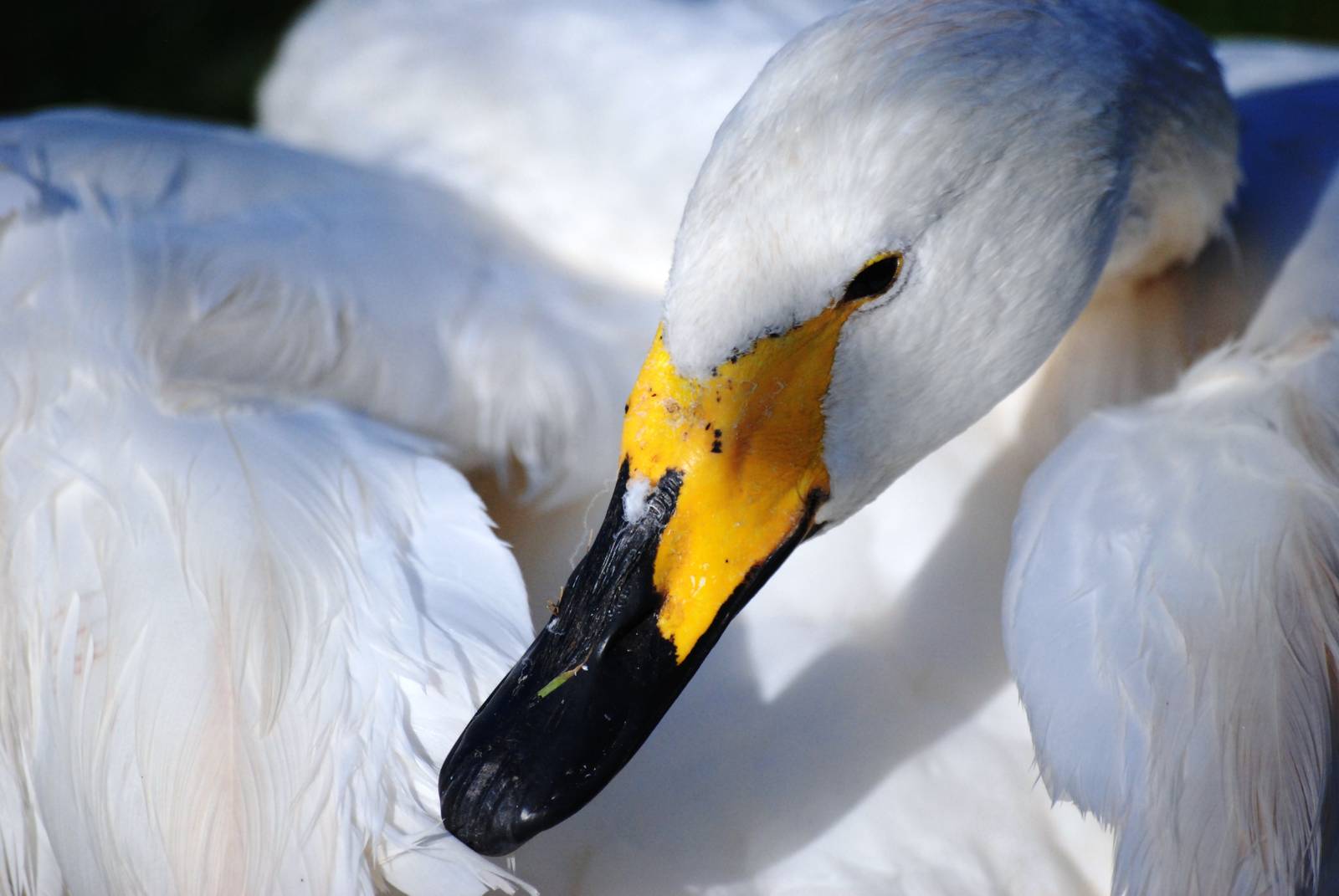 Whooper Swan at Blackbrook, 21/10/12