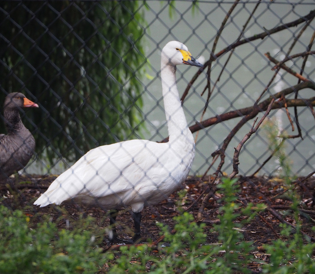Whooper swan (Cygnus cygnus), 2022-09-15