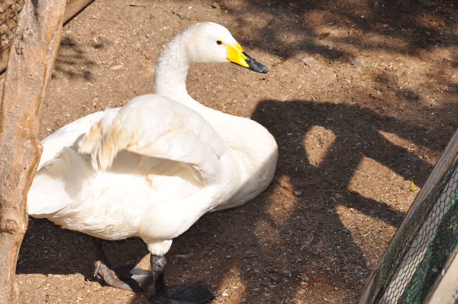 Whooper swan/ Cygnus cygnus