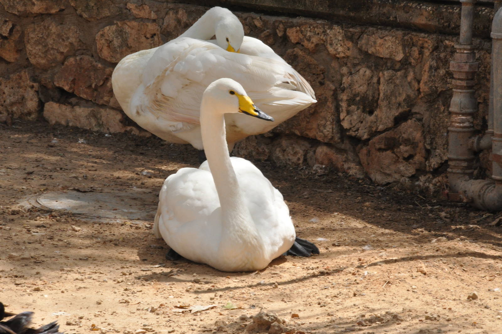 Whooper swan/ Cygnus cygnus