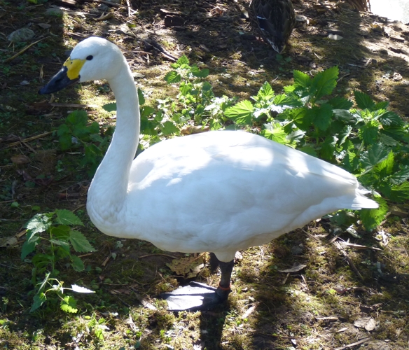 Whooper swan (Cygnus cygnus)