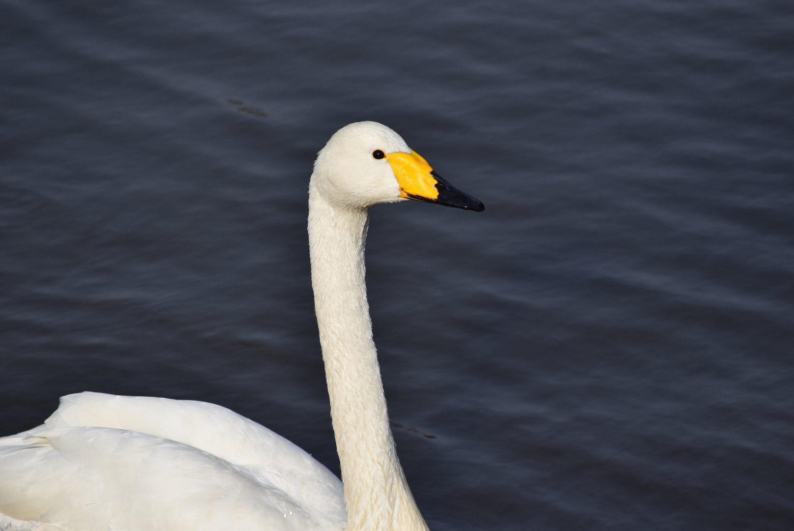 whooper swan (Cygnus cygnus)
