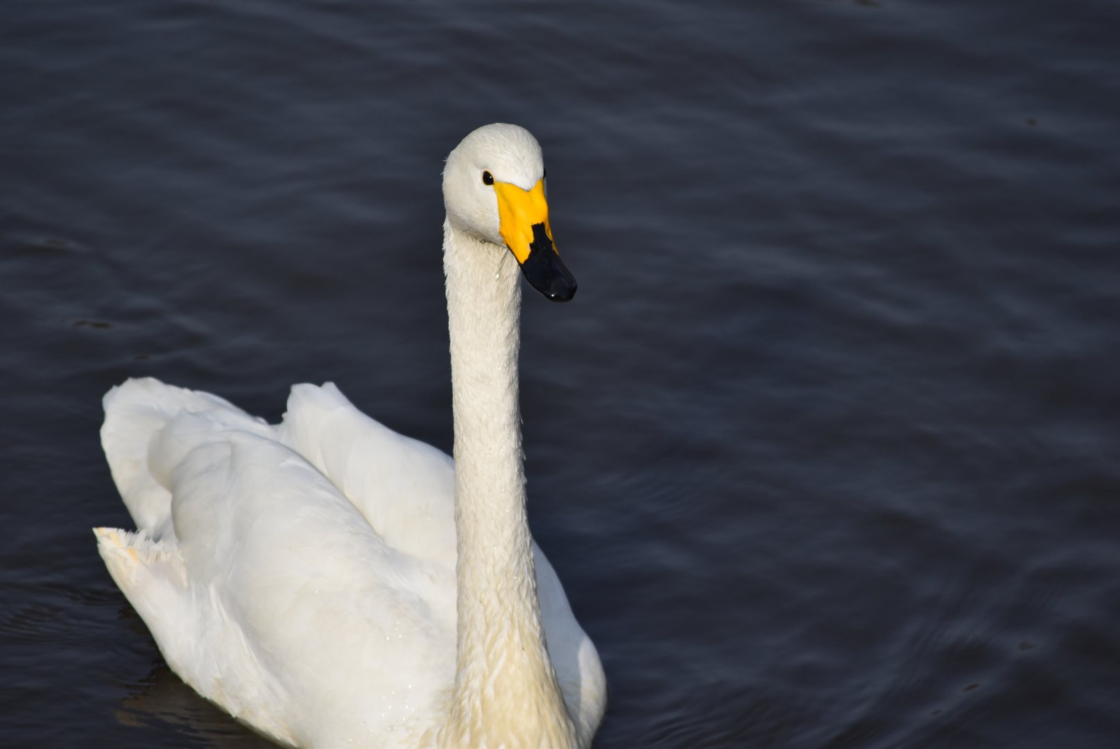 whooper swan (Cygnus cygnus)