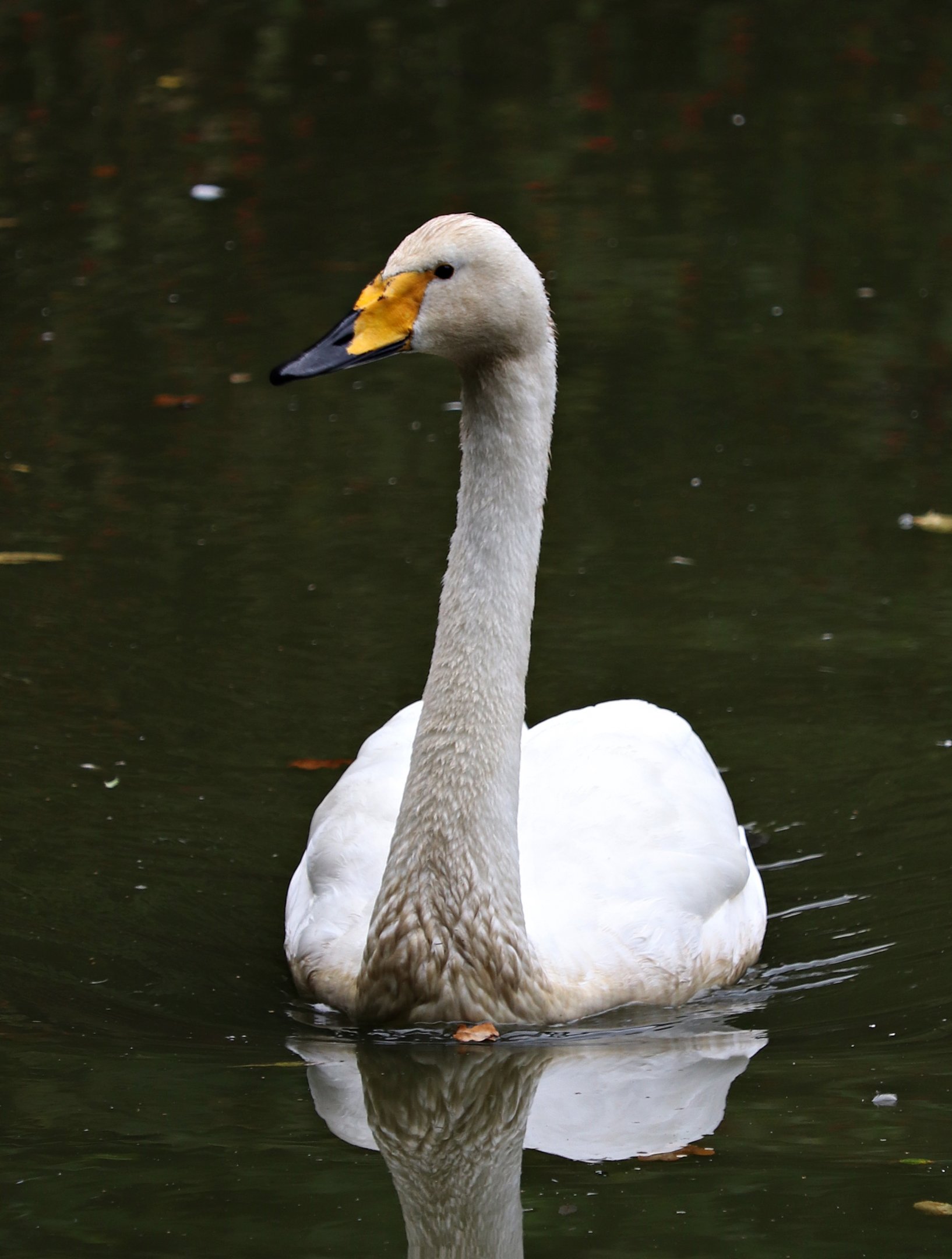 Whooper swan (Cygnus cygnus)