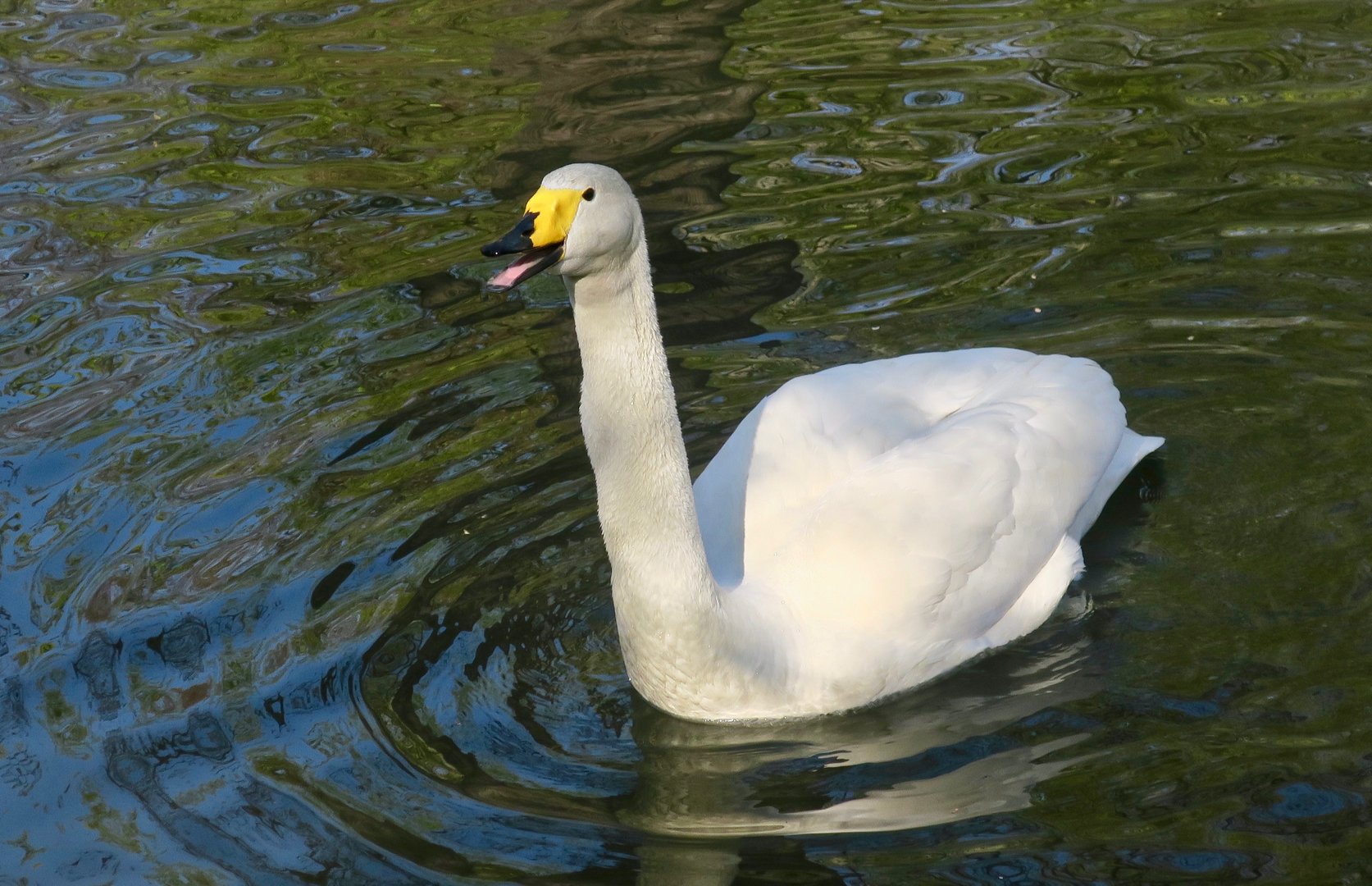 Whooper Swan (Cygnus cygnus)
