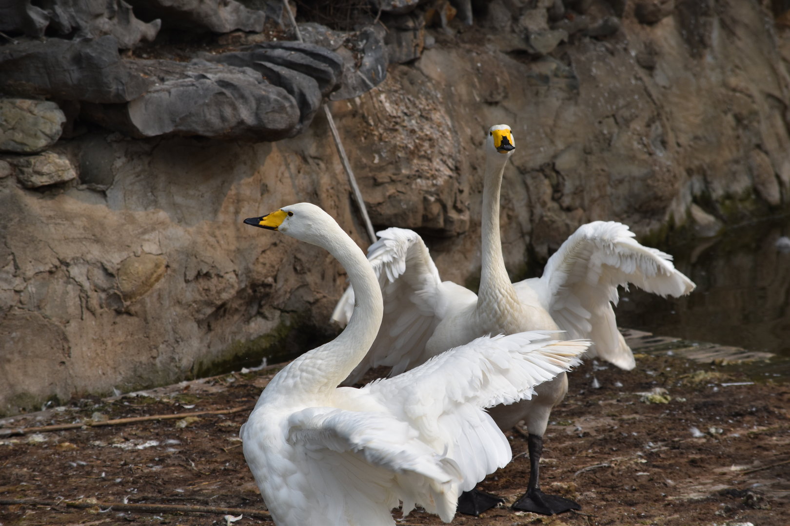 whooper swan (Cygnus cygnus)
