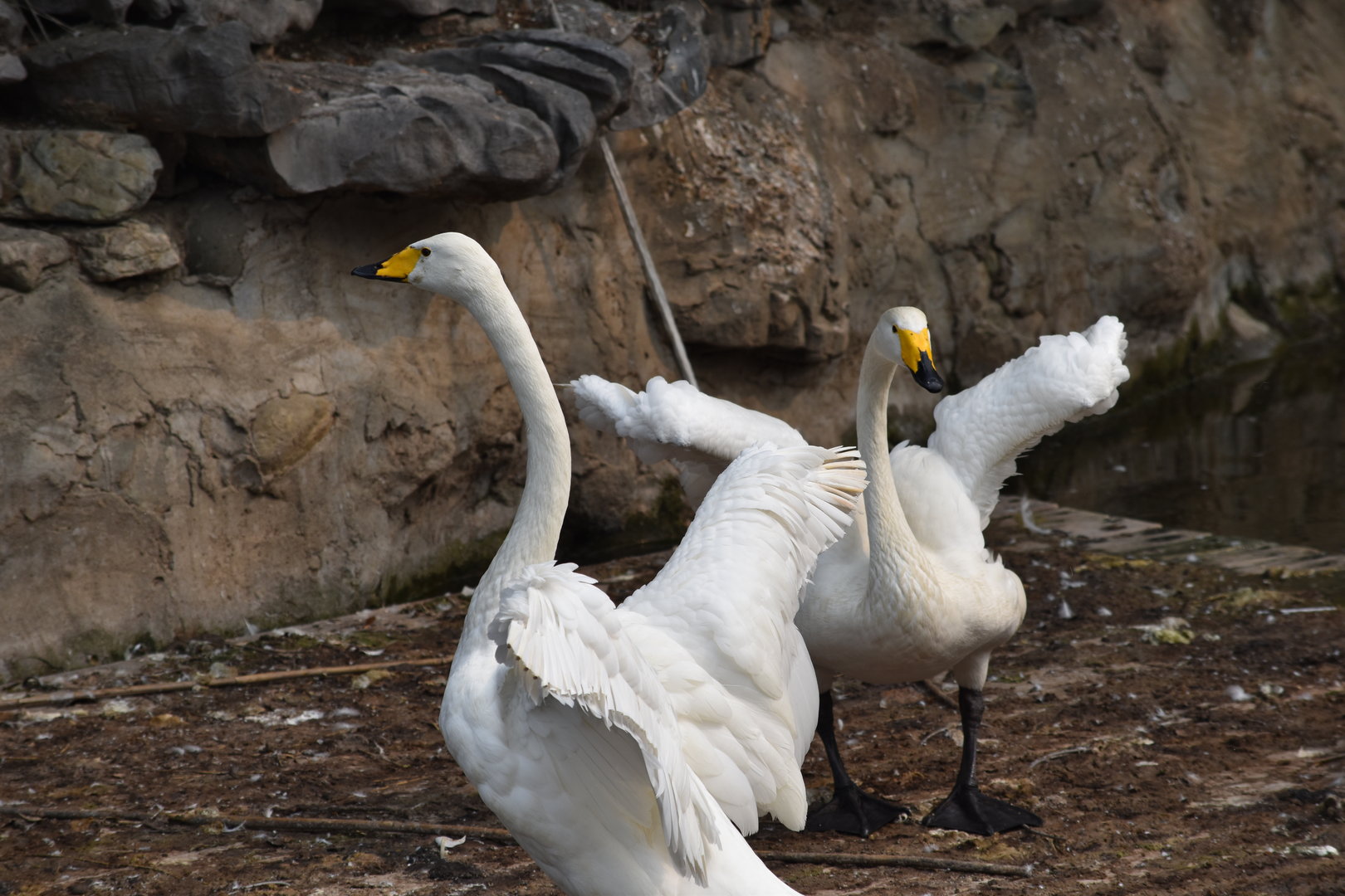 whooper swan (Cygnus cygnus)