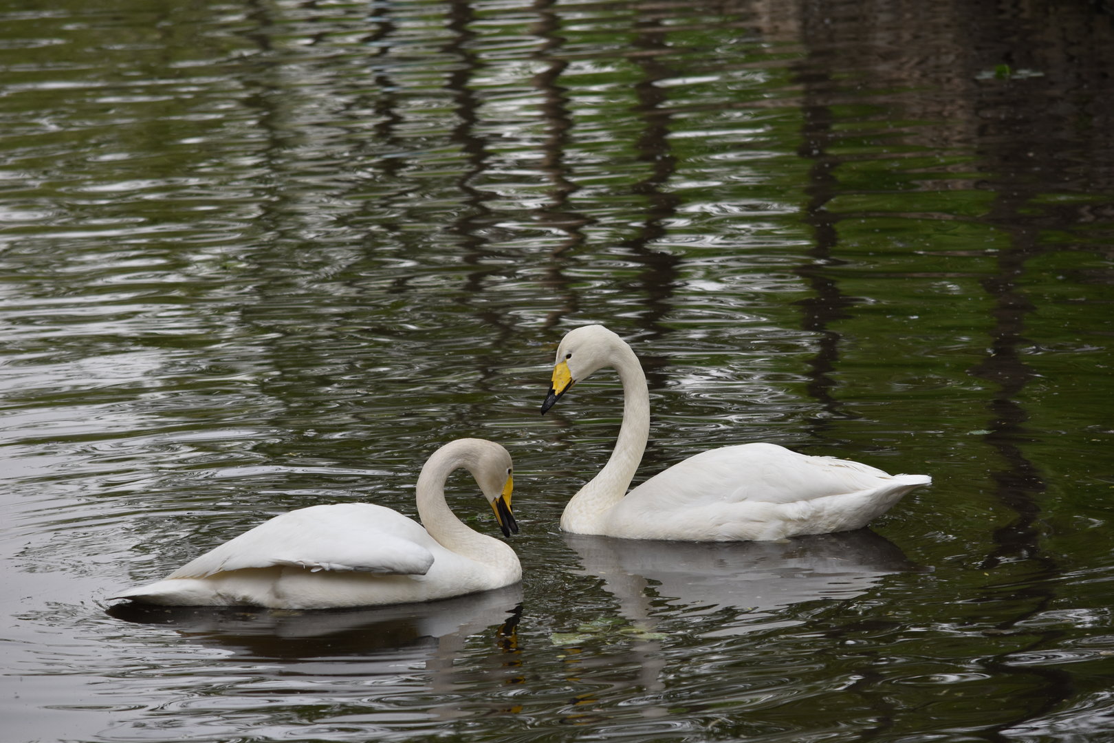 Whooper swan (Cygnus cygnus)