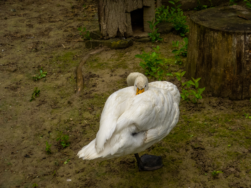 Whooper swan (Cygnus cygnus)