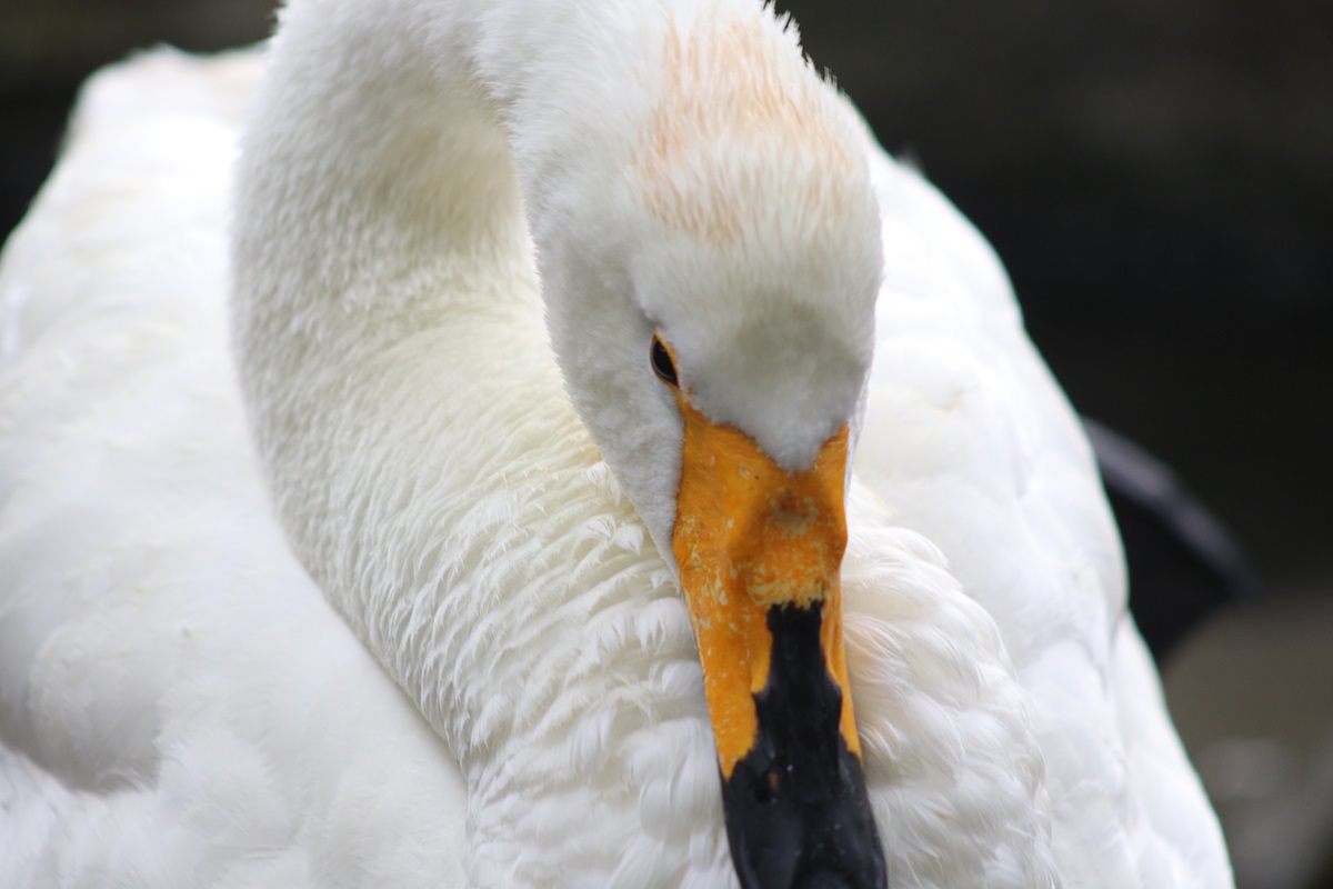 Whooper Swan (Cygnus cygnus)