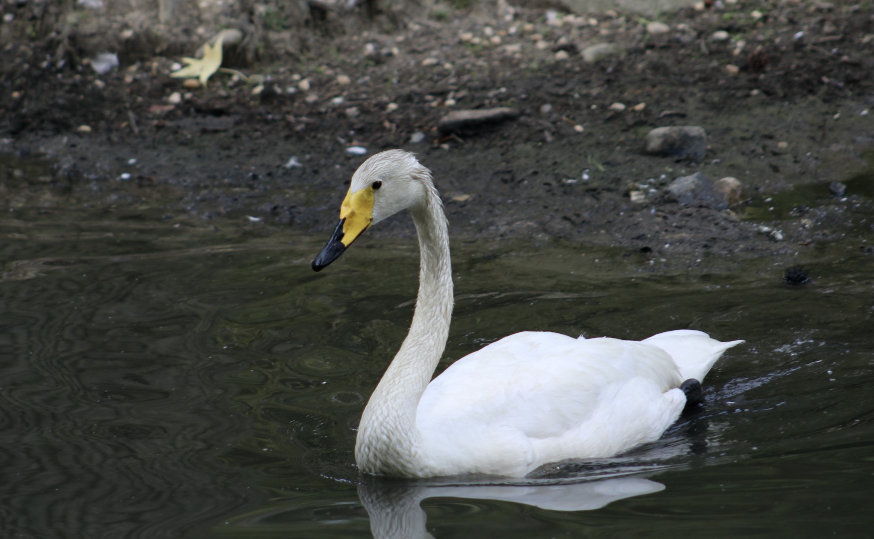 Whooper Swan (Cygnus cygnus)