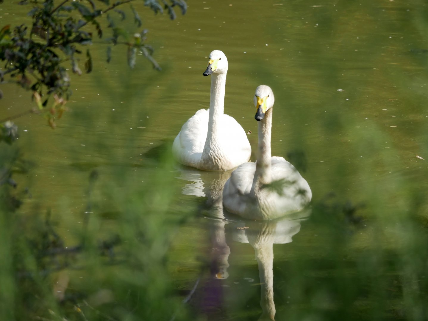 Whooper swan (Cygnus cygnus)