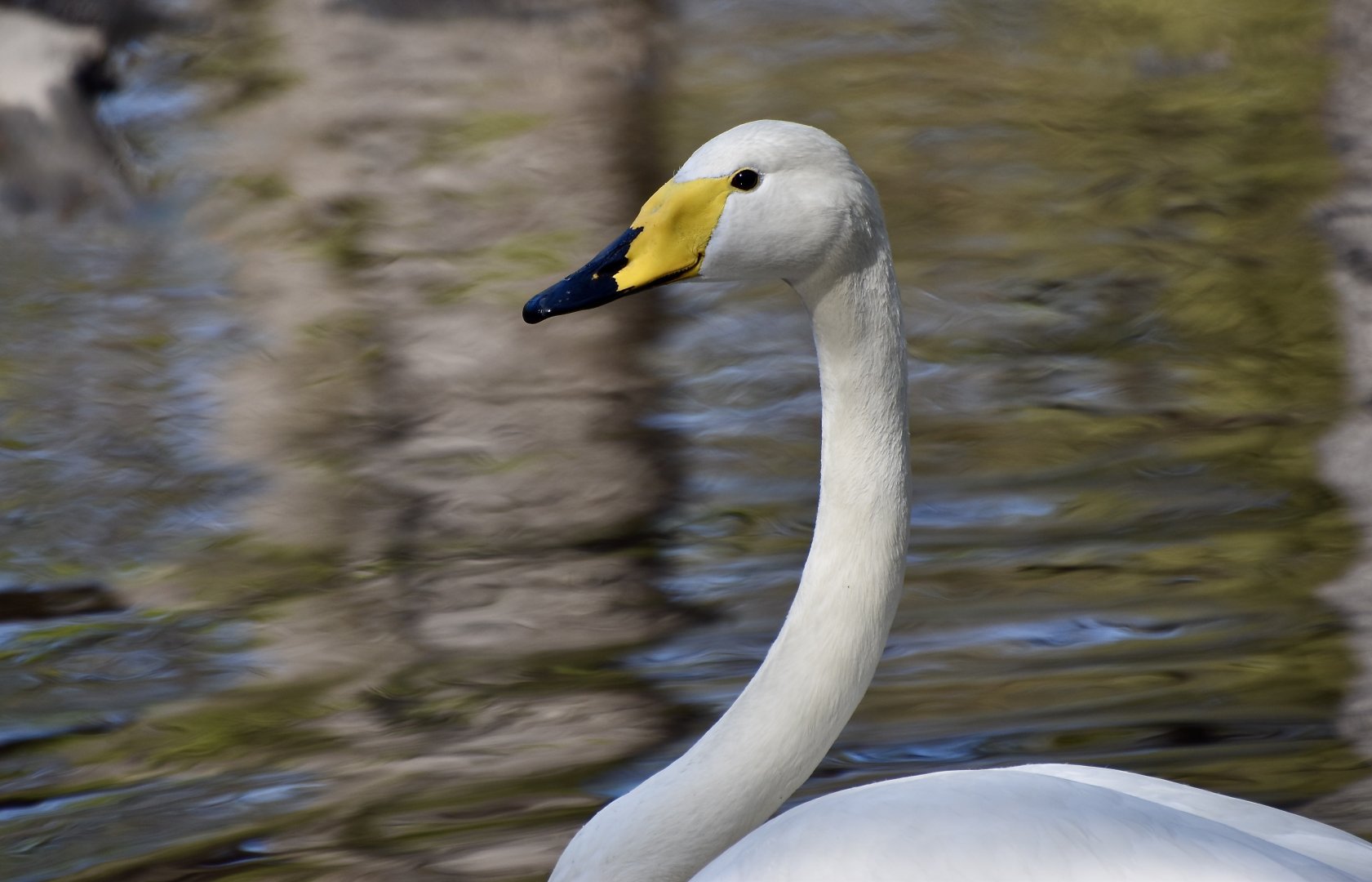Whooper Swan (Cygnus cygnus)
