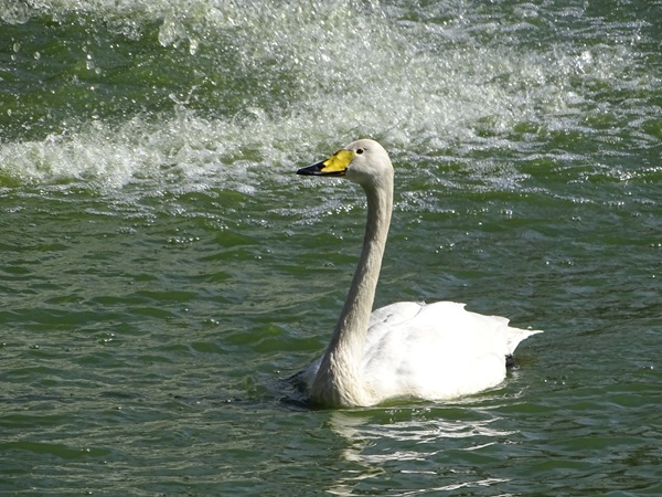 Whooper swan (Cygnus cygnus)