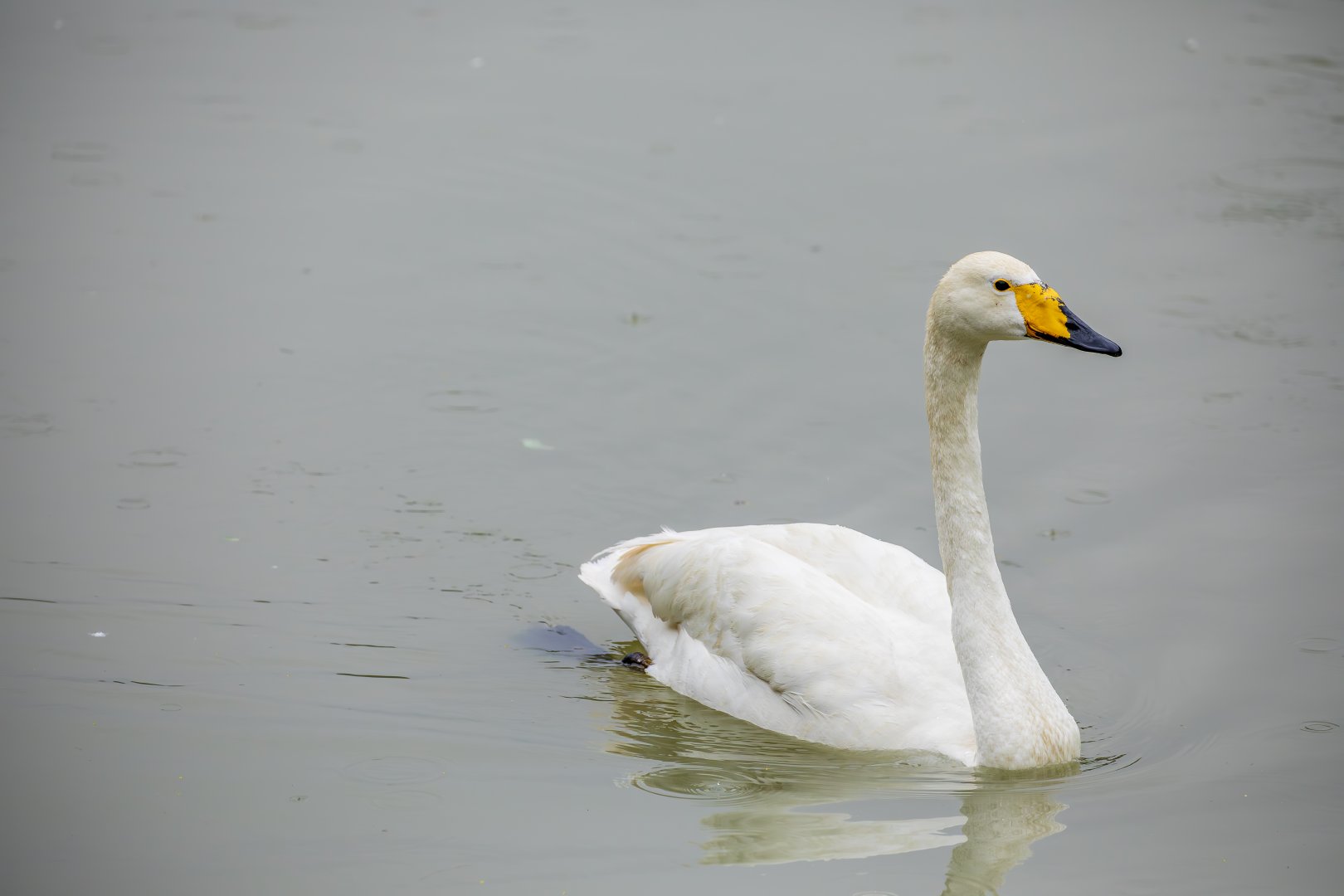 Whooper swan (Cygnus cygnus)