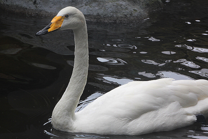 Whooper swan (Cygnus cygnus)