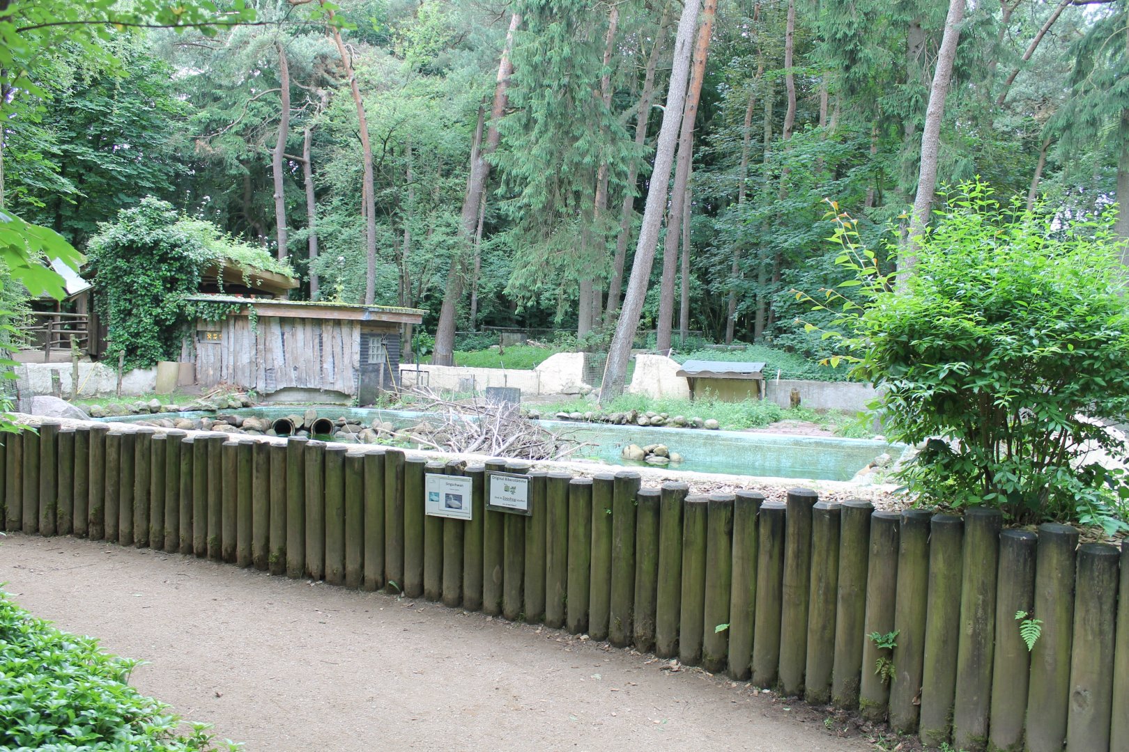 Whooper swan-enclosure