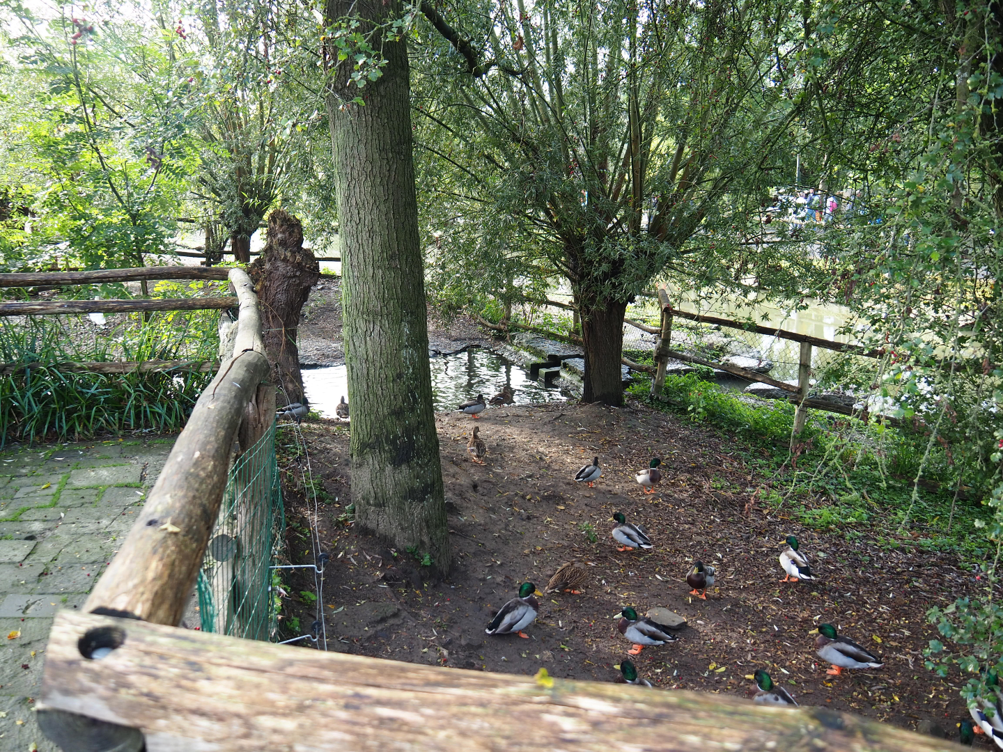 Whooper swan exhibit, 2019-10-04