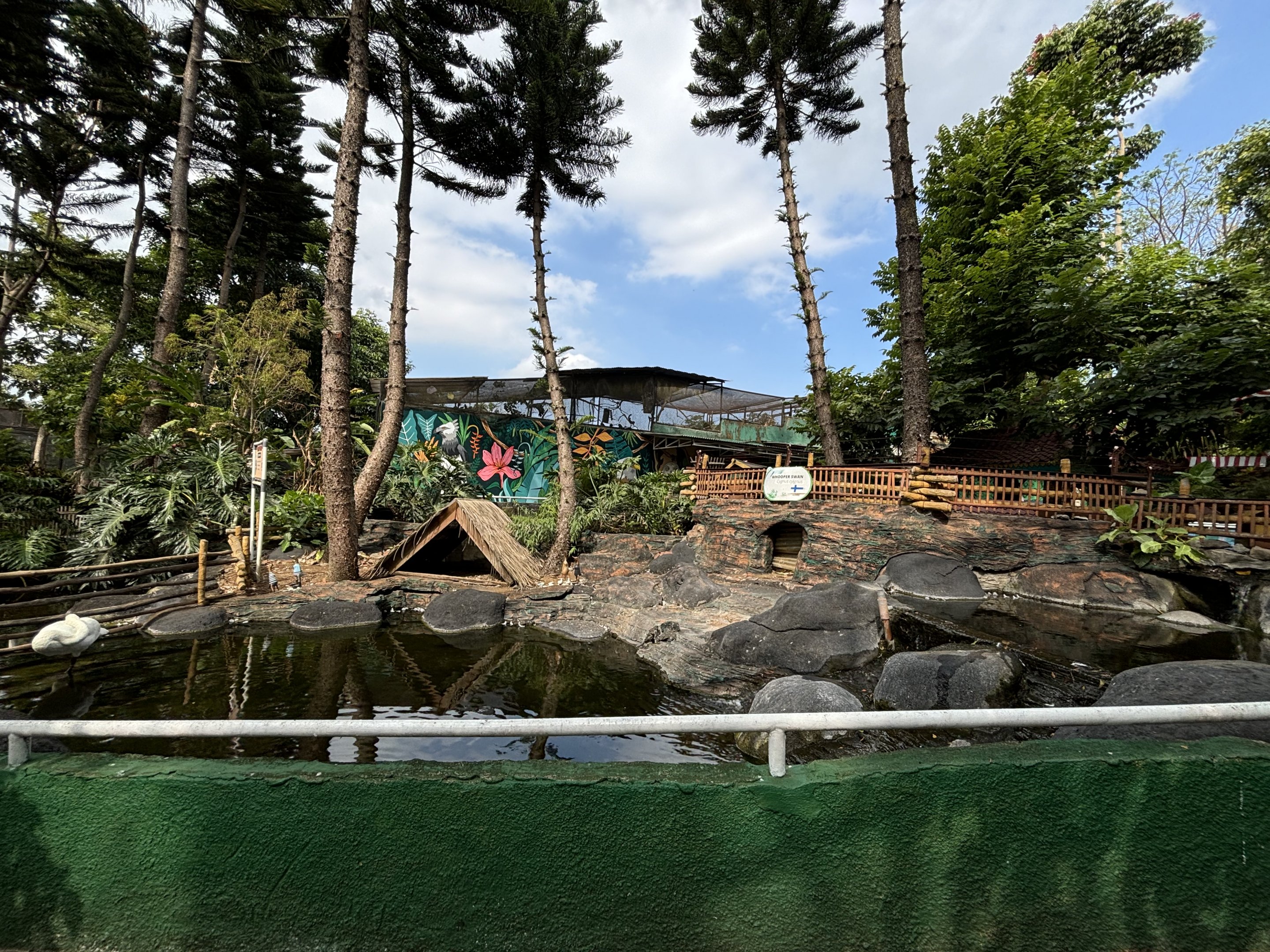 Whooper Swan Exhibit