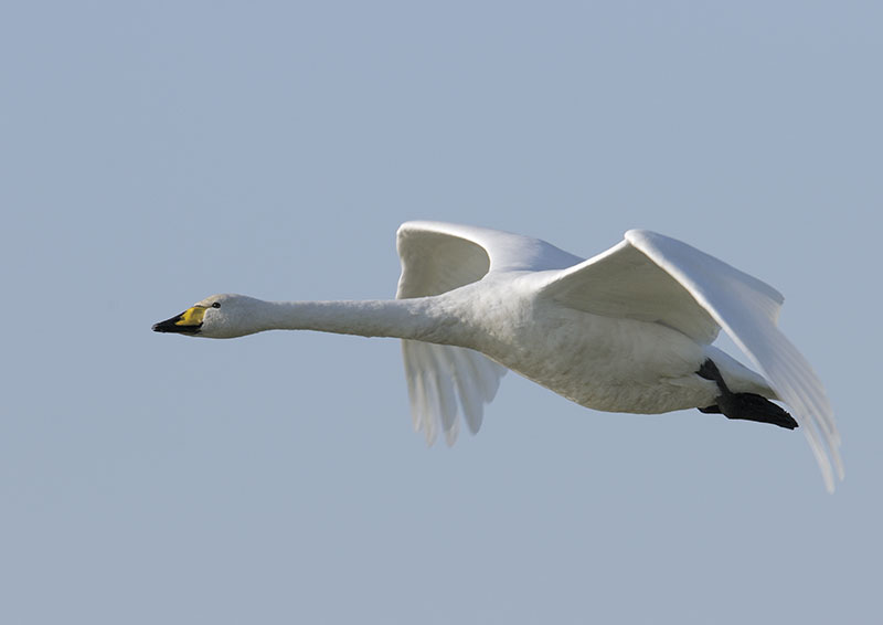 Whooper swan in flight