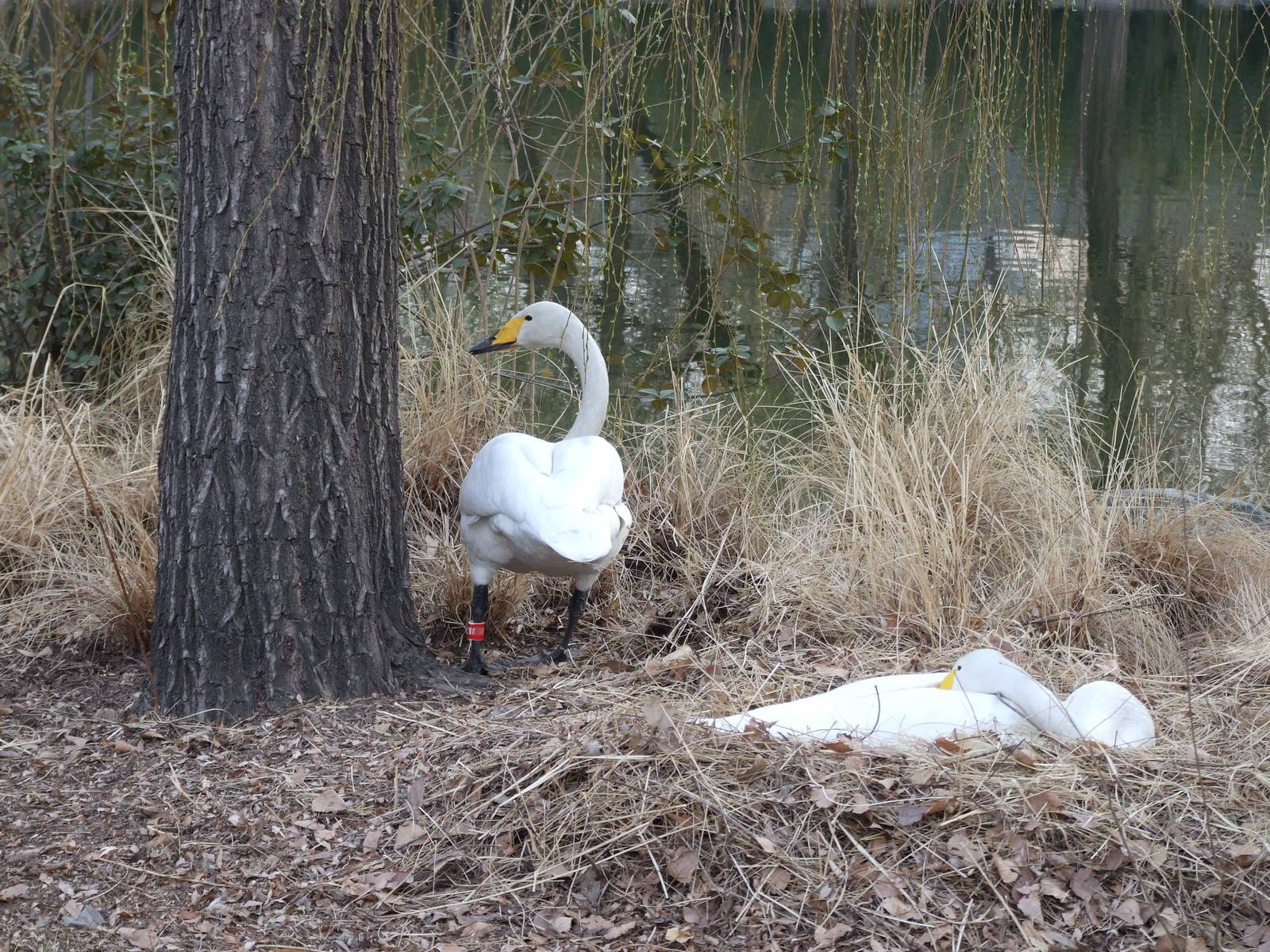 Whooper Swan (pronounced hooper) nesting