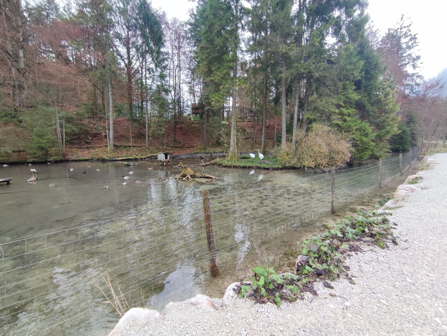 Whooper swan/Red-crowned crane enclosure - Wildpark Grünau/Cumberland