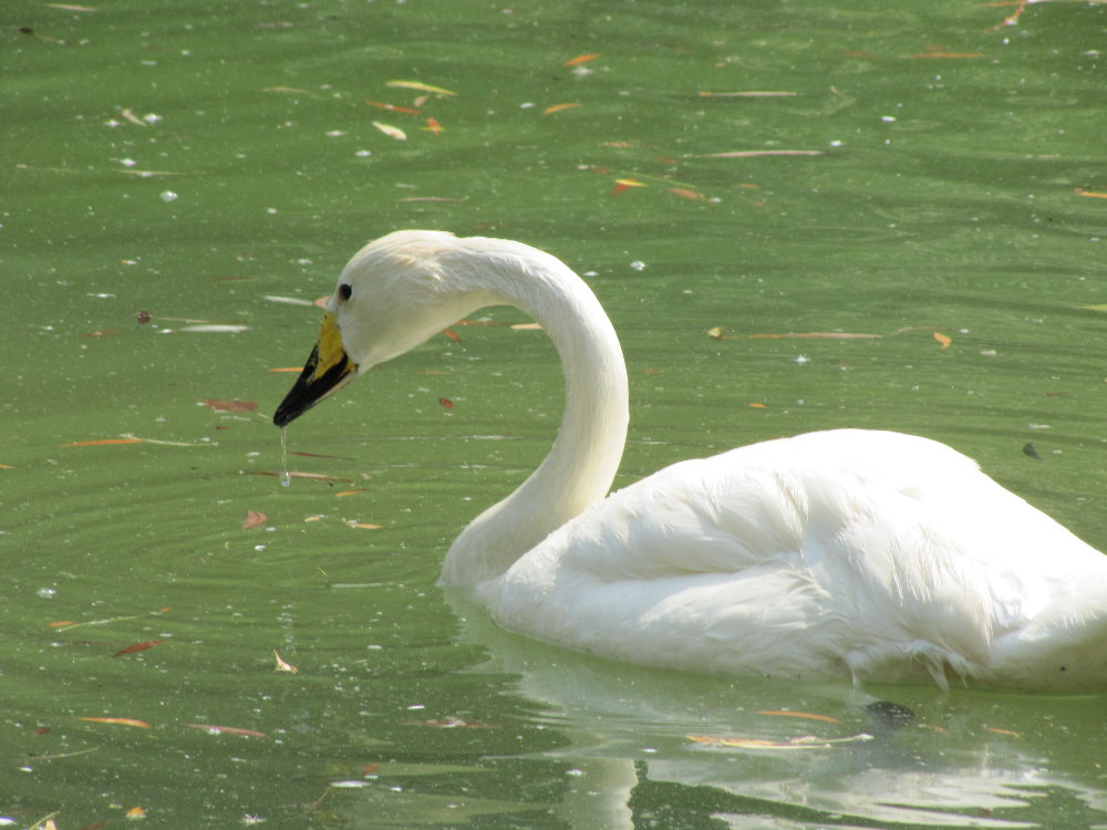 whooper swan(tehran zoo)