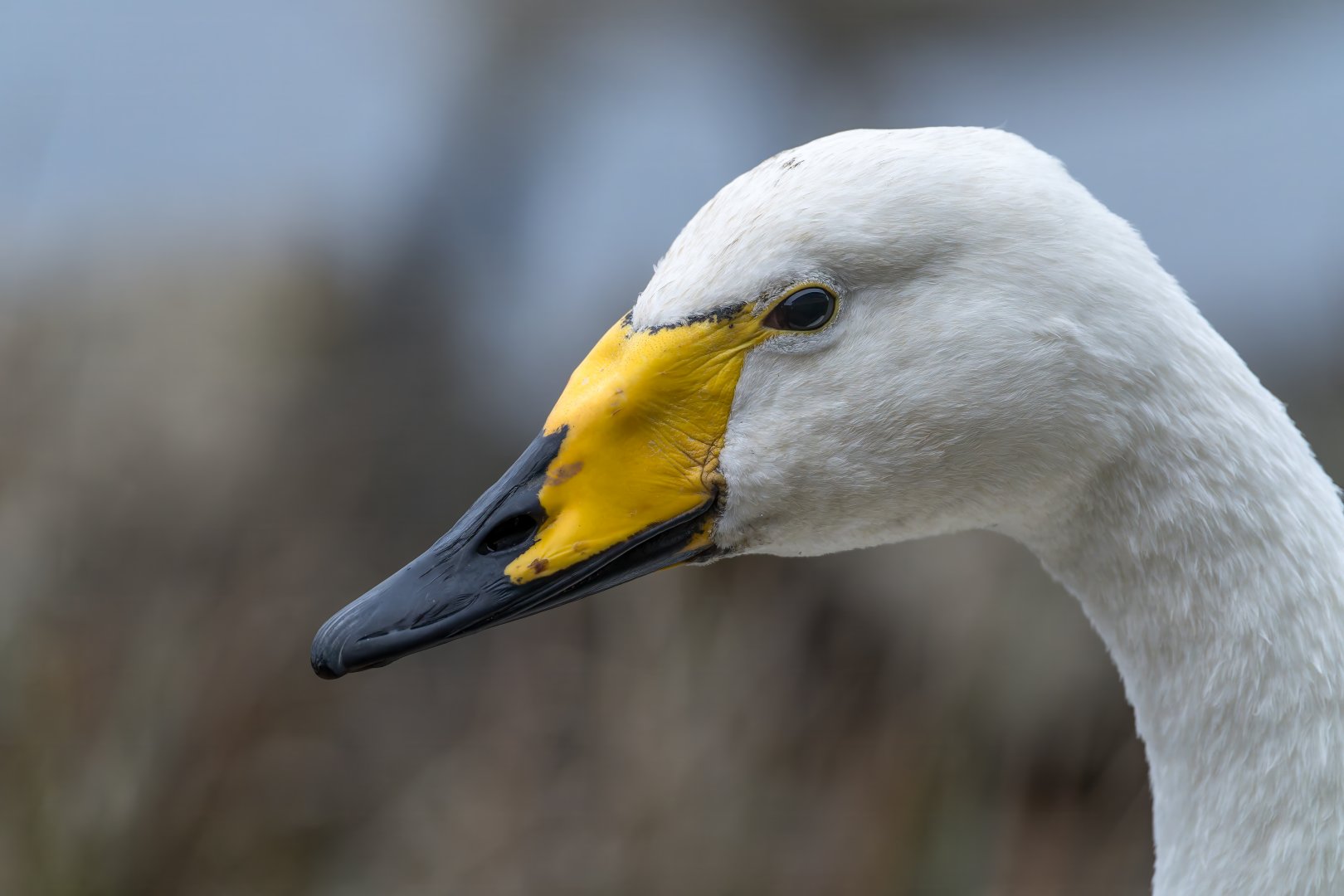 Whooper swan, wild, UK