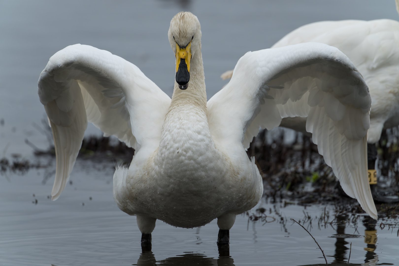 Whooper swan, wild, UK