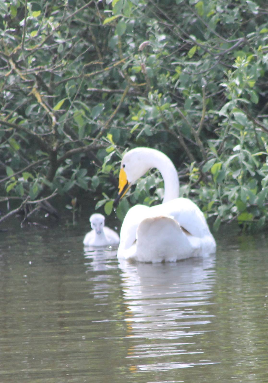 Whooper swan with young
