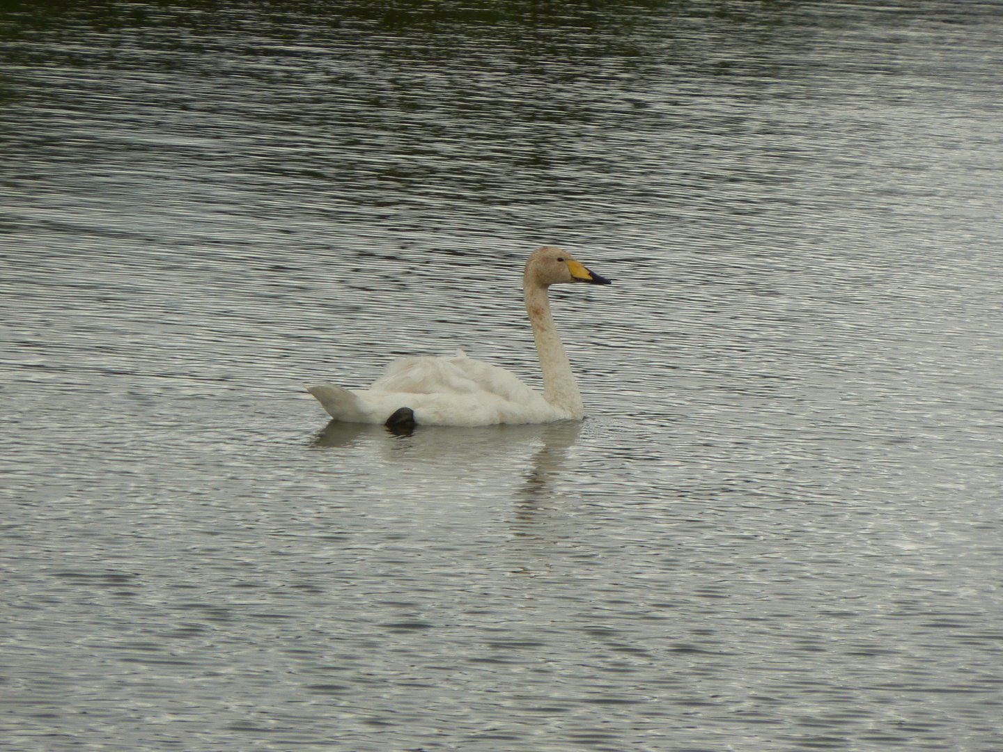 Whooper Swan - WWT Caerlaverock, 12 August 2017